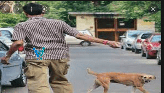 عضة الكلب الإسعافات الأولية وخطورة مرض السعار 1 عضة الكلب الإسعافات الأولية وخطورة مرض السعار