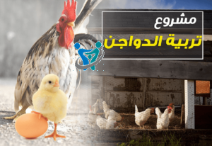 مشروع تربية الكتاكيت وبيعها في ليبيا